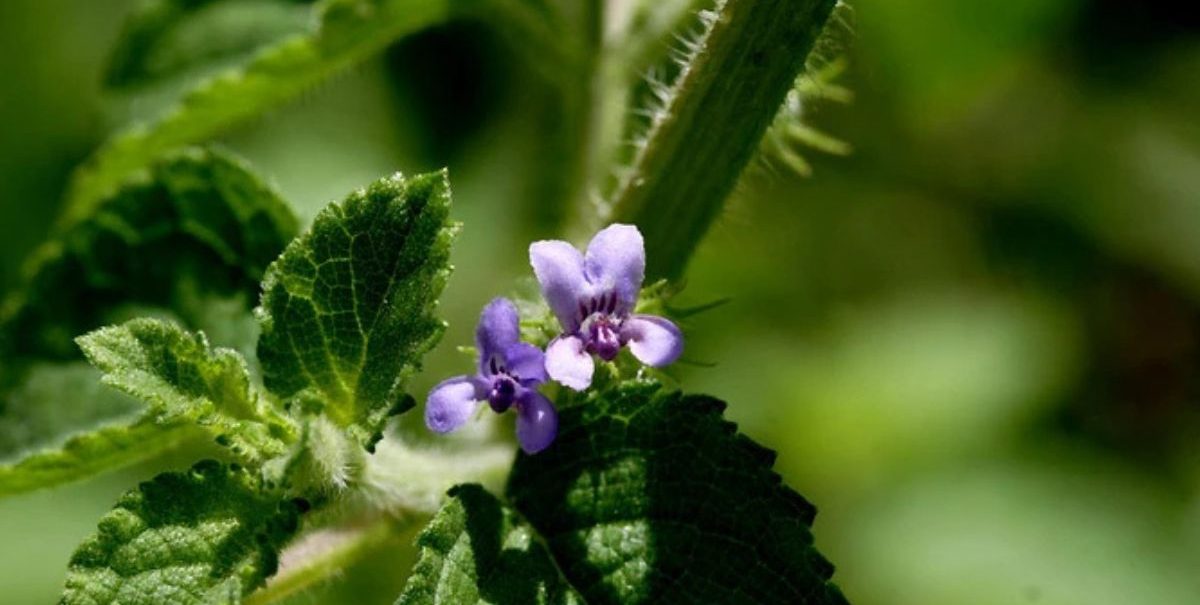 hyptis-suaveolens-african-plant (3)