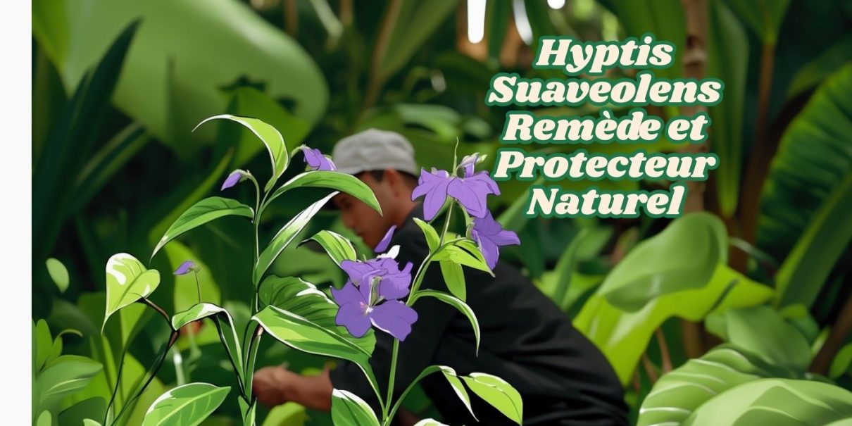 hyptis-suaveolens-plante-remede