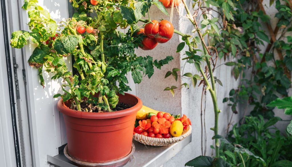 Un plant de tomates poussant dans un pot rouge sur un balcon, à coté d'un panier de tomates fraichement récoltées et d'autres légumes.