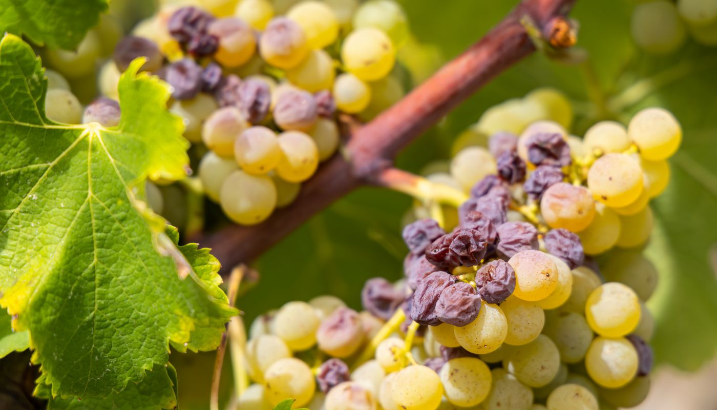 Grapes severely damaged by botrytis, showing brown and shriveled fruits.