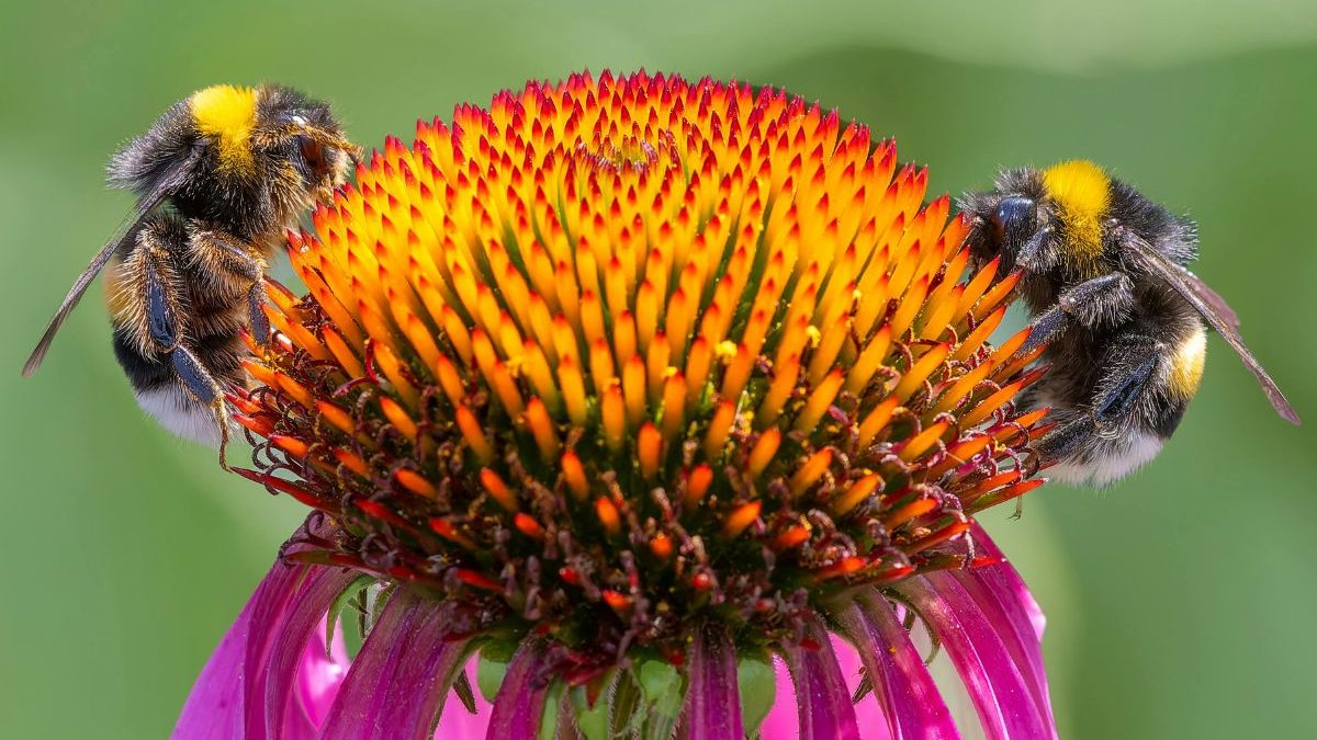 Deux bourdons récoltant le nectar d'un vibrant coneflower, illustrant le rôle essentiel des insectes pollinisateurs dans les écosystèmes.