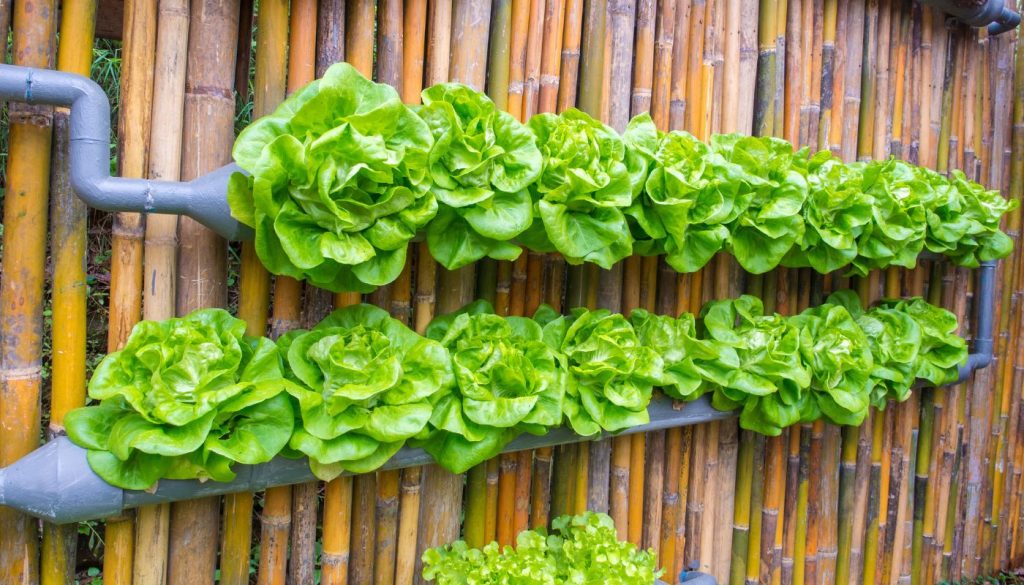 Vertical gardening technique with lettuces grown in PVC pipes, ideal for small spaces.