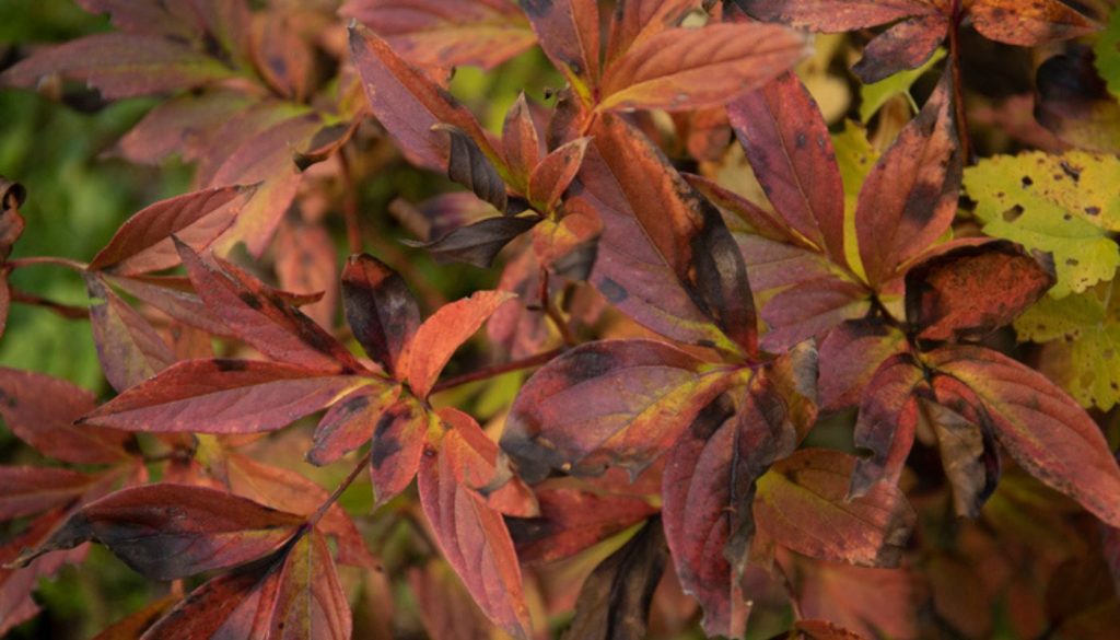 Feuilles de pivoine devenant rougeâtres en raison d'une infestation de mildiou.