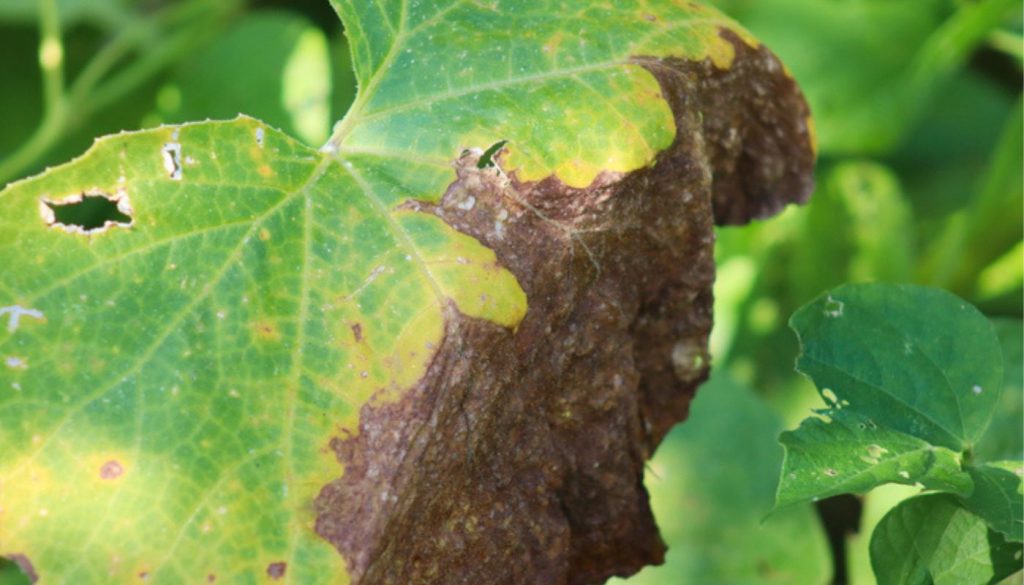 Feuille de citrouille avec des lésions brunes causées par le mildiou.