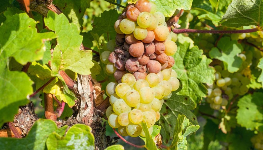 Grappe de raisin présentant des signes précoces d'infection par le botrytis (pourriture grise) avec brunissement.
