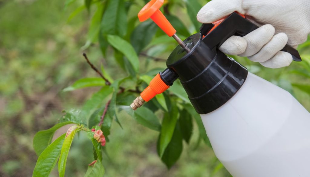 Jardinier appliquant un fongicide sur les feuilles des plantes pour prévenir l'infection par le botrytis.