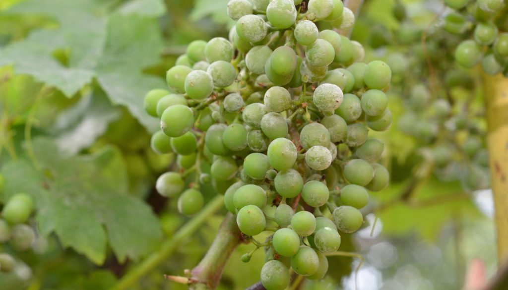 Raisins verts couverts d'oïdium, un problème courant dans les vignobles qui affecte la qualité de la production de vin.