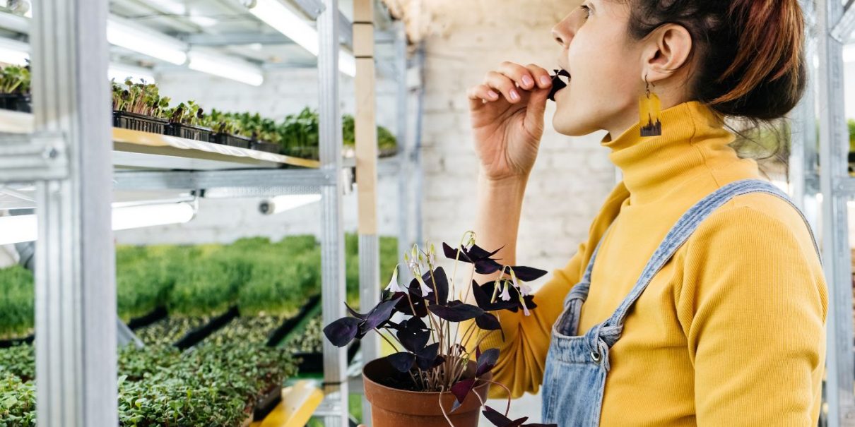 A woman tasting a plant in an indoor microgreens farm with shelves filled with seedlings and vibrant lighting