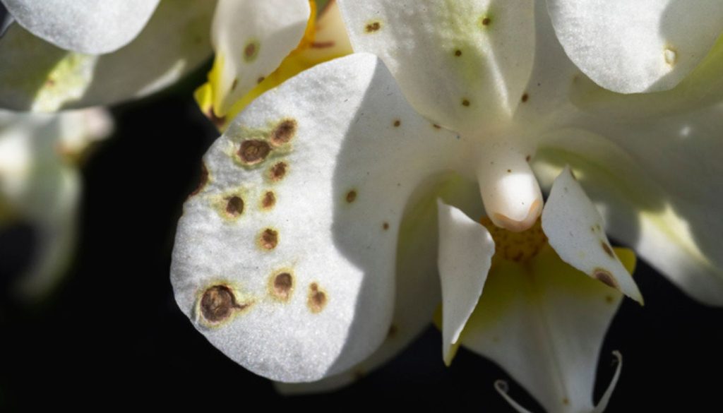 Gros plan d'une fleur d'orchidée présentant des symptômes de mildiou, avec des taches brunes visibles sur ses pétales blancs causées par une infection fongique.