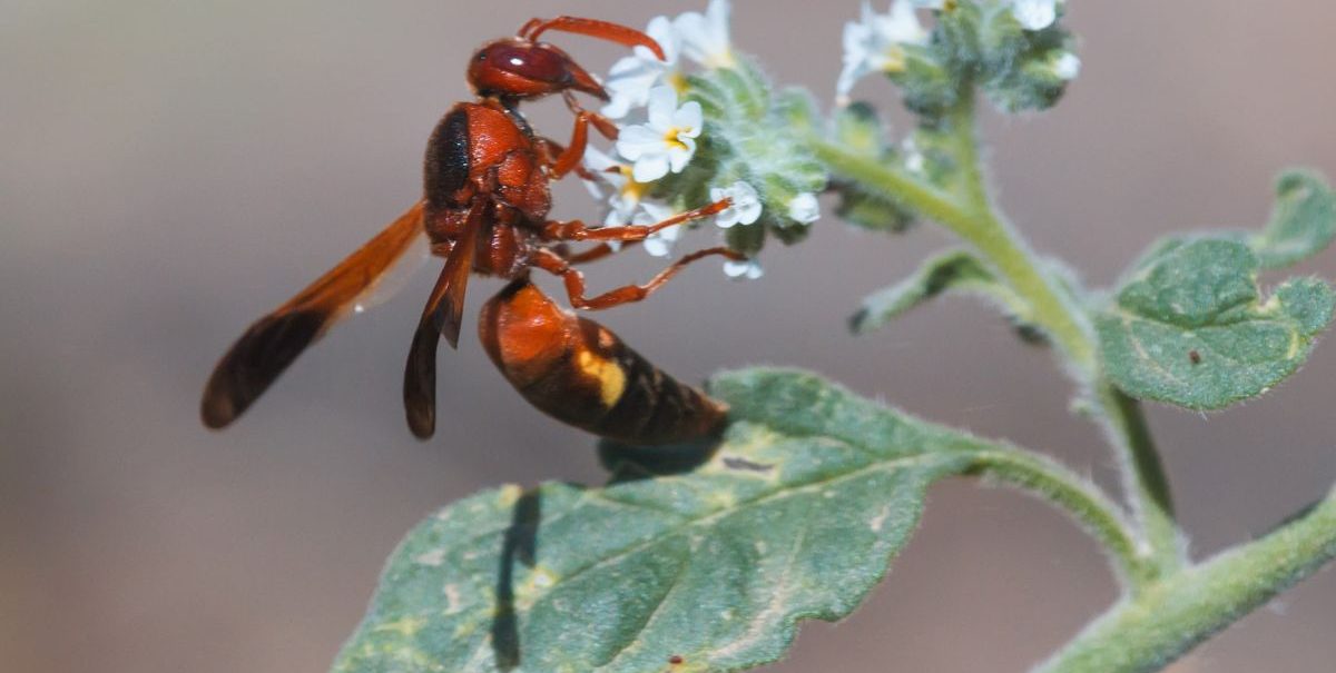 A red wasp pollinating small white flowers, highlighting the diversity of pollinating insects and their role in plant reproduction.