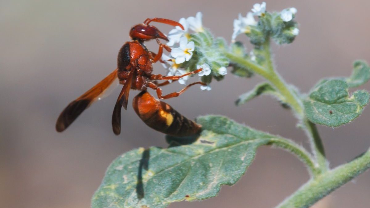 Une guêpe rouge pollinisant de petites fleurs blanches, mettant en évidence la diversité des insectes pollinisateurs et leur rôle dans la reproduction des plantes.