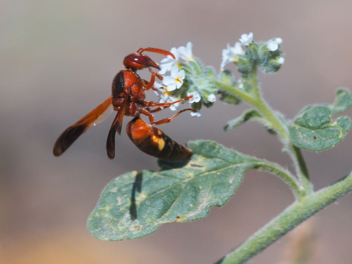 A red wasp pollinating small white flowers, highlighting the diversity of pollinating insects and their role in plant reproduction.