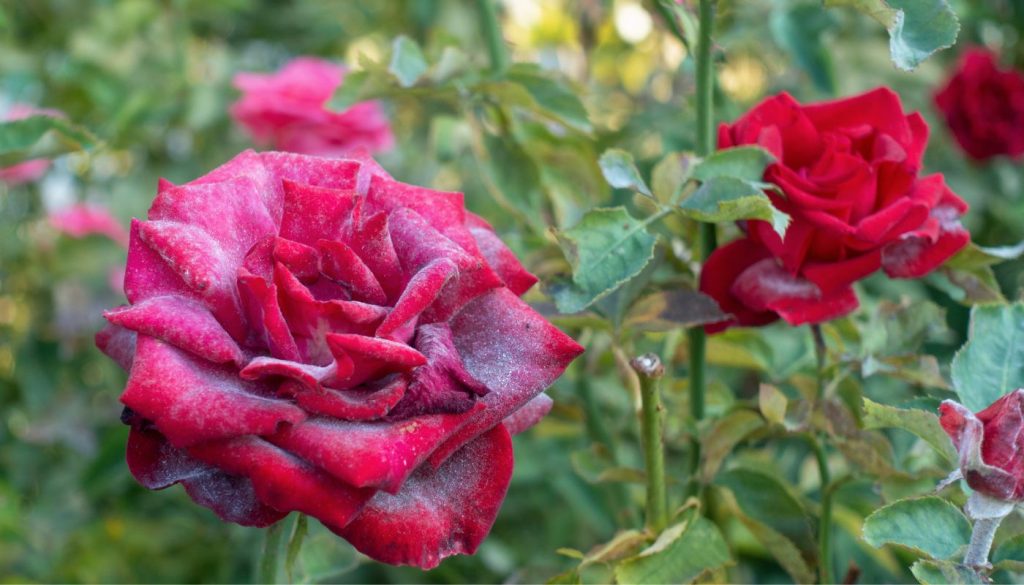 Gros plan sur des roses rouges atteintes d'oïdium, montrant la croissance fongique blanche sur les pétales et les feuilles.