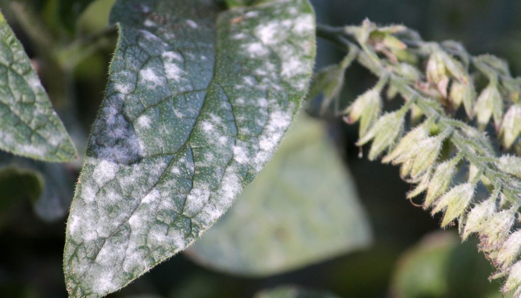 Gros plan sur des feuilles de plantes présentant des taches blanches d'oïdium, illustrant une infection fongique typique.