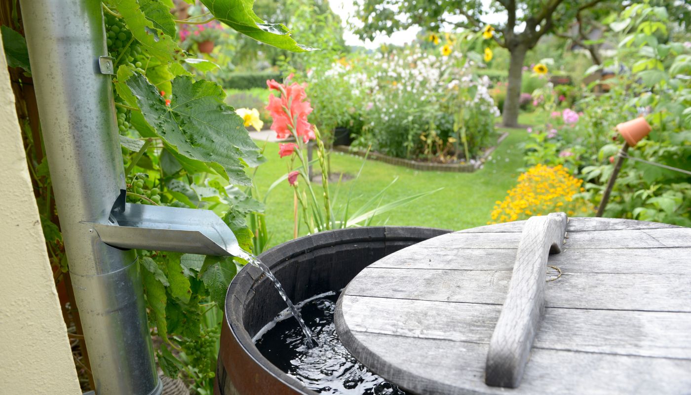 A rainwater harvesting barrel collecting water from a metal downspout in a lush garden setting.