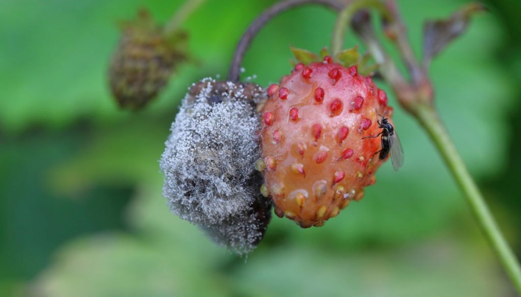 Fraises mûrissantes couvertes d'oïdium, mettant en évidence les dégâts causés par l'infection fongique.