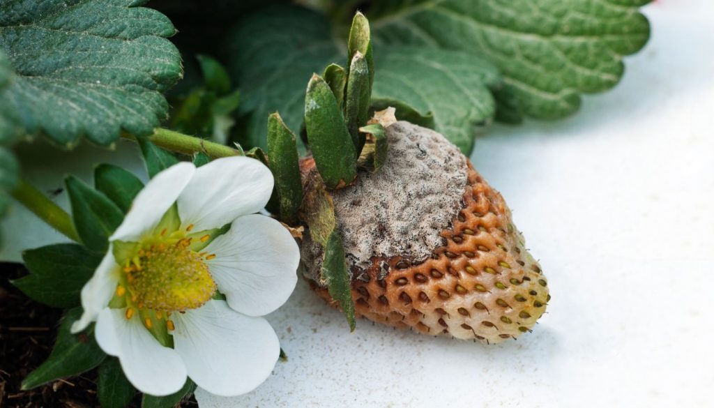 Fruits de fraises affectés par le botrytis avec une moisissure grise et un pourrissement visibles.