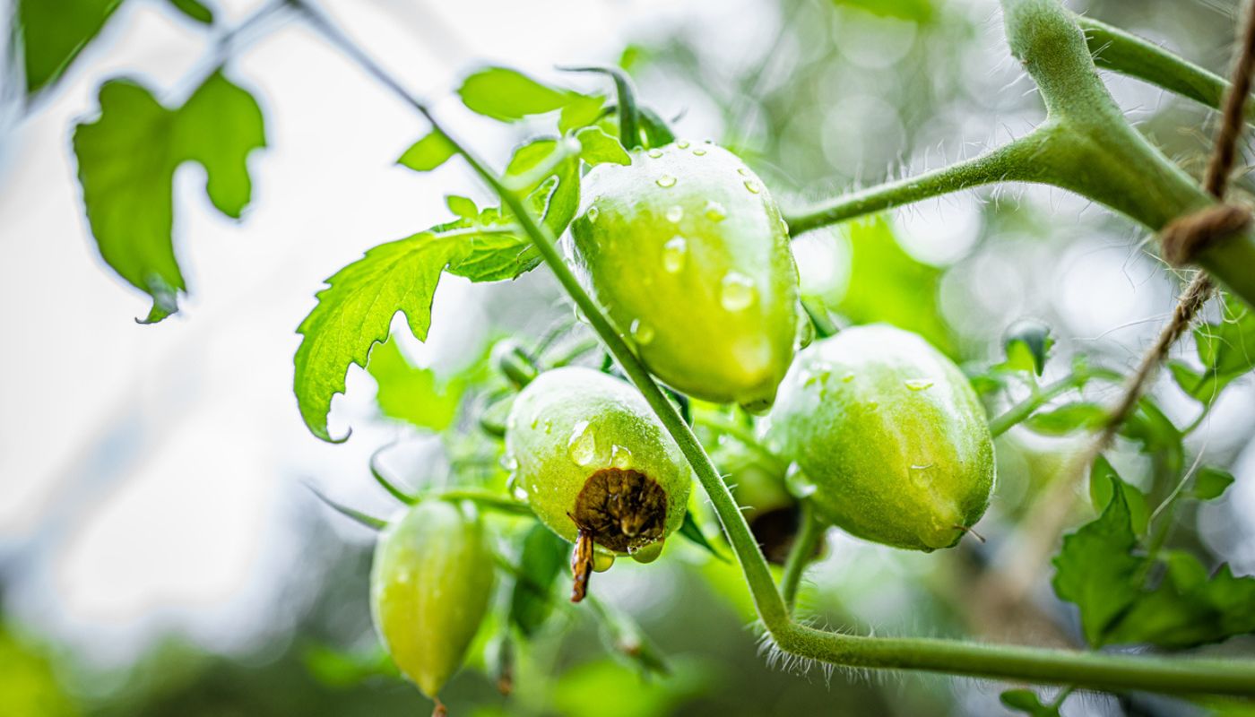 Green tomatoes affected by blossom-end rot, showing a dark spot at the bottom caused by calcium deficiency.