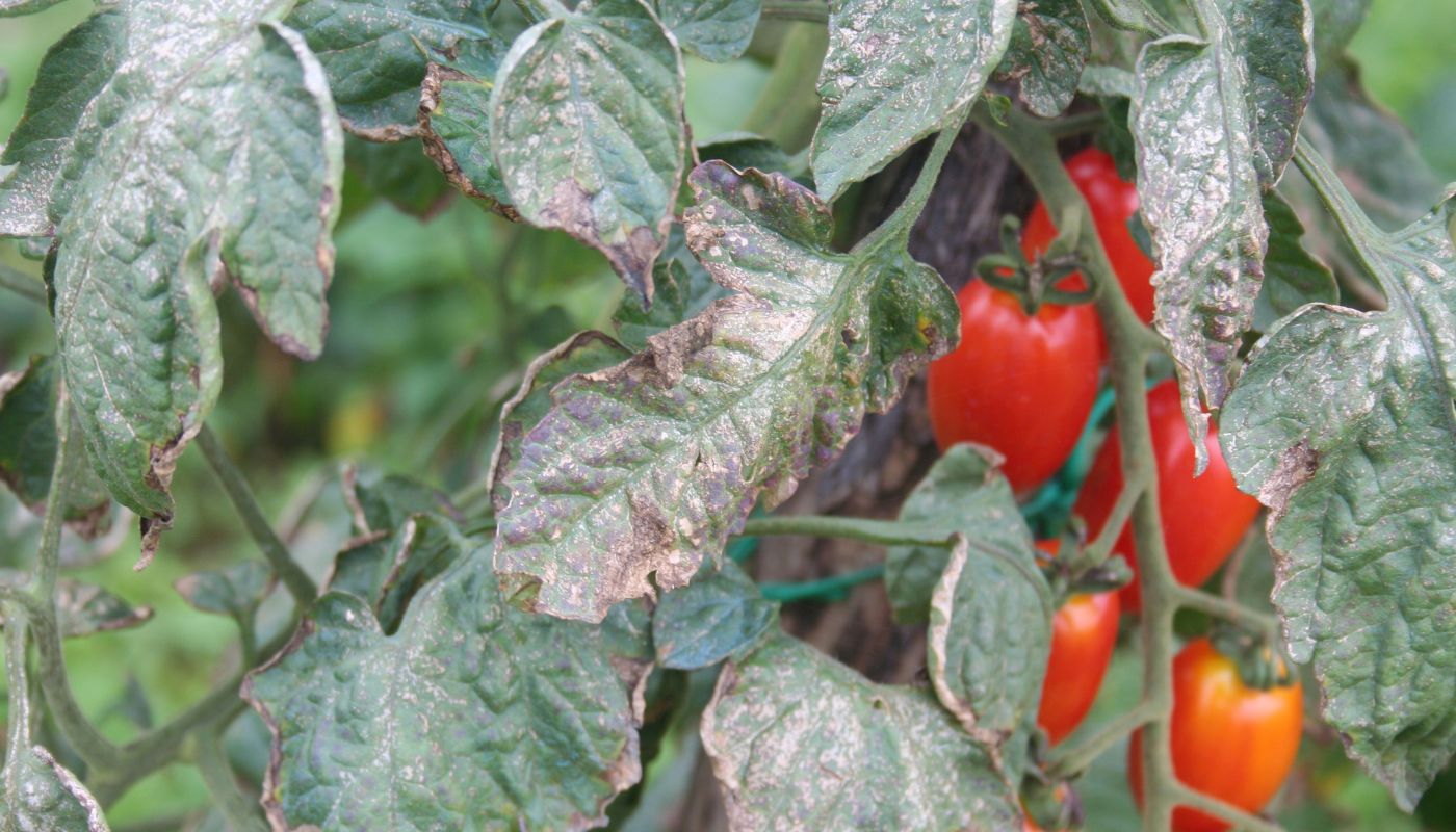 Tomato plant leaves affected by powdery mildew, displaying the characteristic white fungal spots.