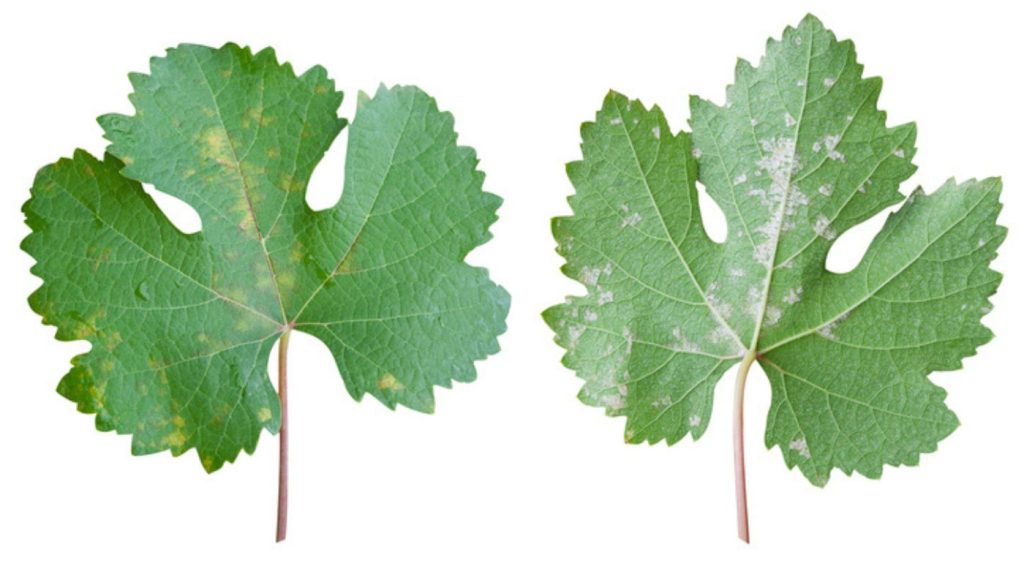 Gros plan d'une feuille de vigne présentant des symptômes du mildiou (Plasmopara viticola), notamment des taches jaunes et une croissance fongique sur les vues avant et arrière.