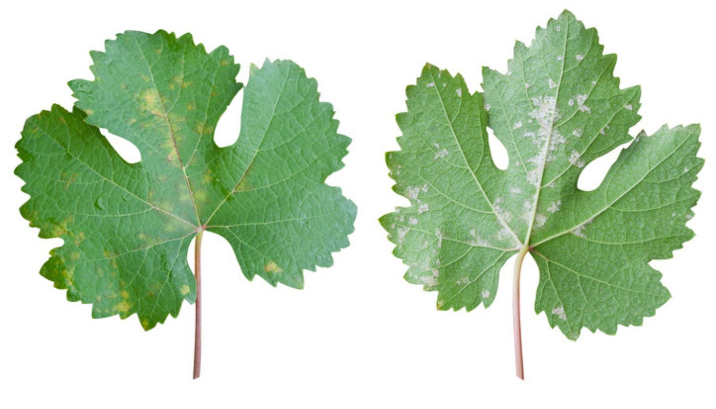 Closeup of a grapevine leaf showing symptoms of Downy Mildew (Plasmopara viticola), including yellow spots and fungal growth on both front and rear views