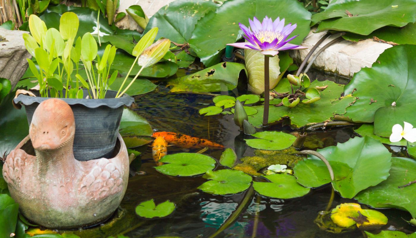 A pond filled with water plants and koi fish, creating a harmonious aquatic ecosystem.