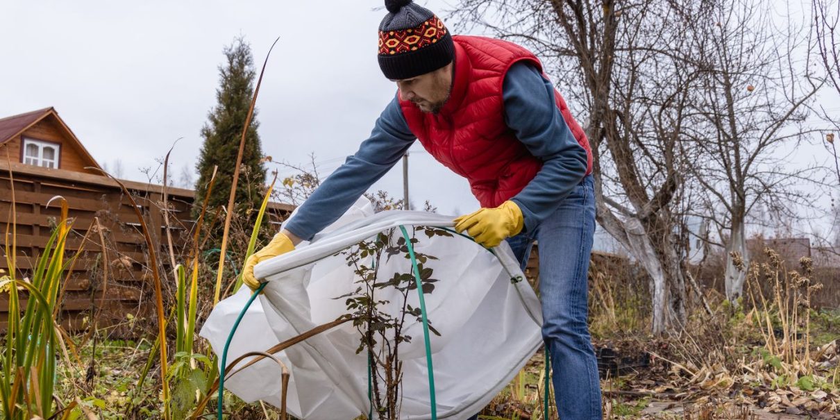A man wearing gloves and a beanie covering plants with a protective fabric in a winter garden.