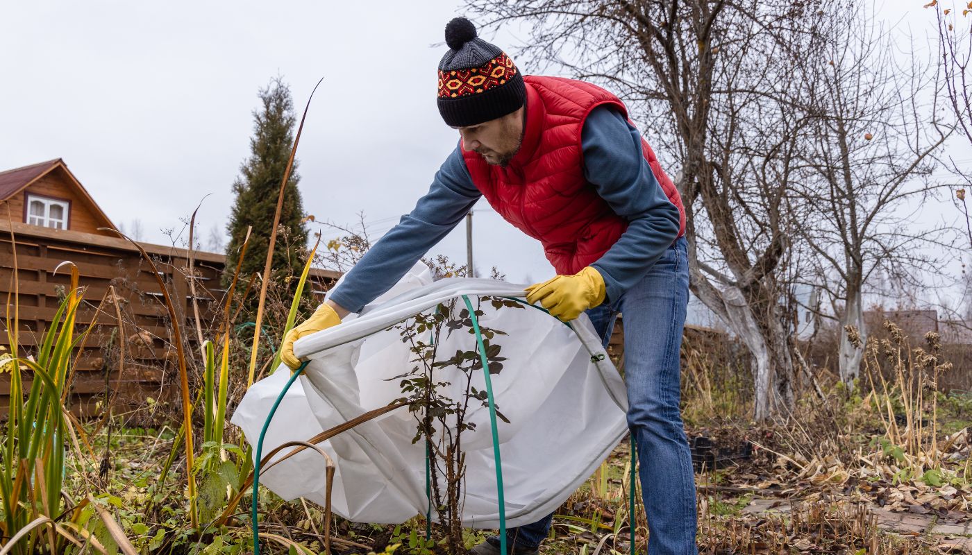 A man wearing gloves and a beanie covering plants with a protective fabric in a winter garden.