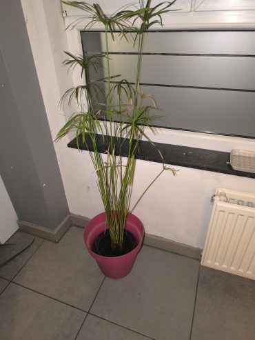 Herbe de Chypre