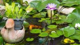 Using aquatic plants to balance the water in your cultivation system
